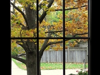 18184CrLe - Oak through the side door window.JPG
